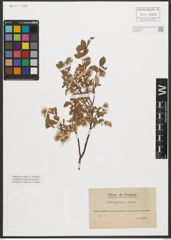 Foto von Salix pyrenaica Gouan